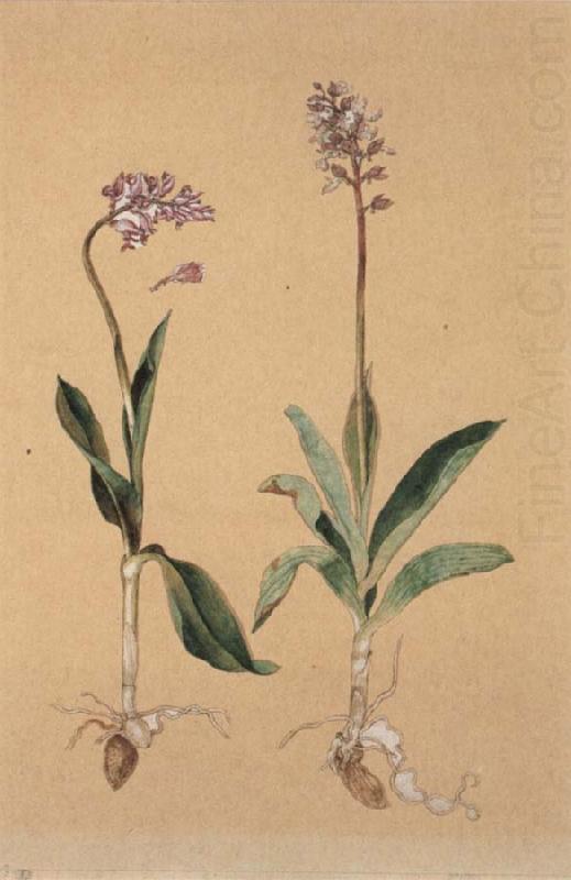 Orchis Militaris, Hans Weiditz